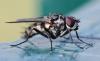 Hydrophoria ruralis